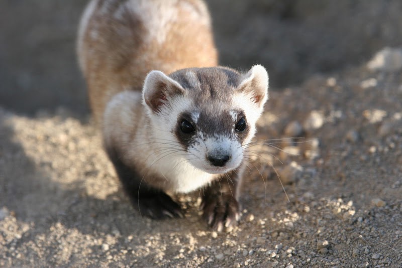 A ferret on a dirt ground.