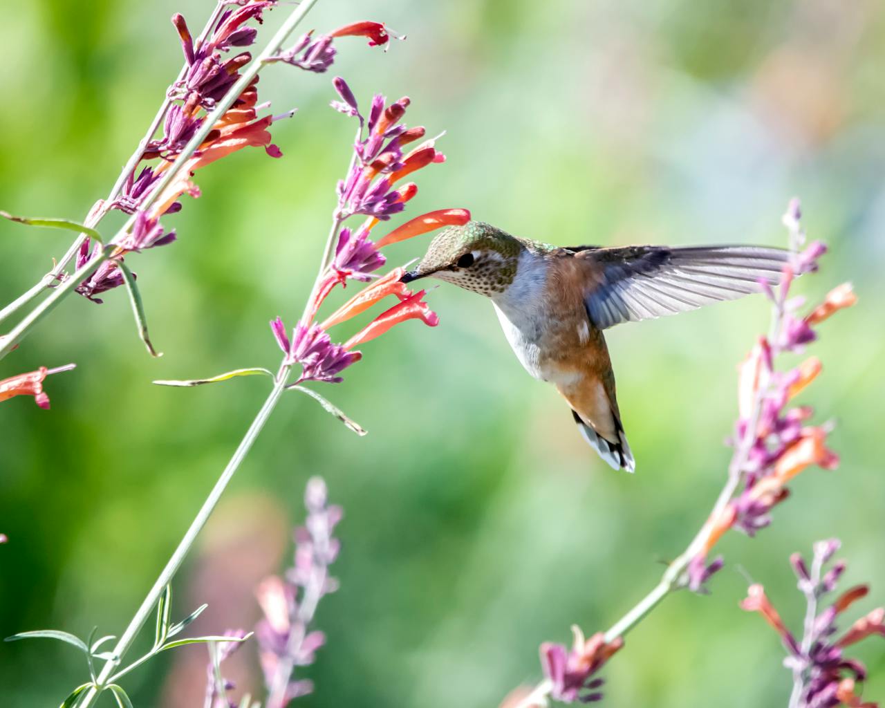 A humming bird getting food from a flower.