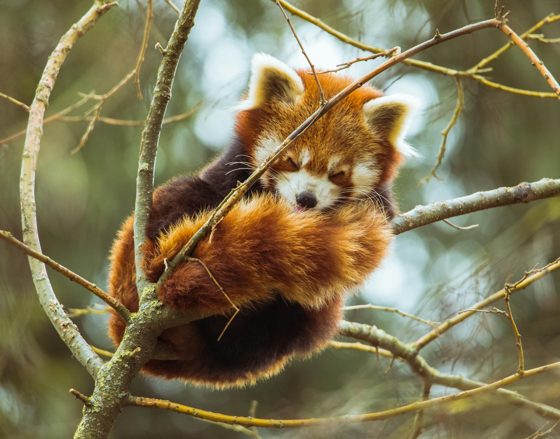 A red panda sleeping in a tree's branches.